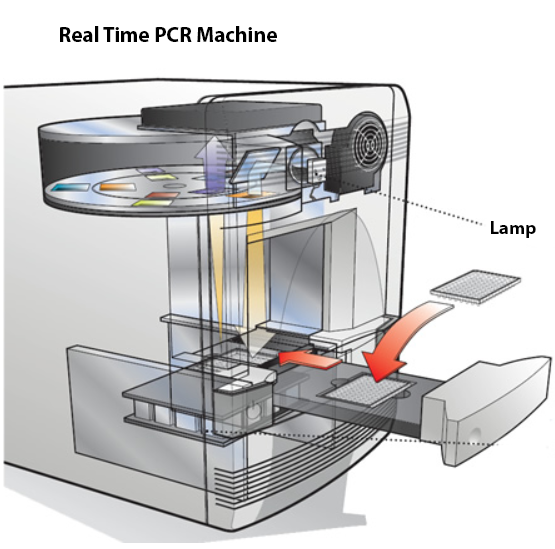 Real Time PCR